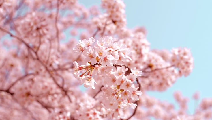 Cherry blossom