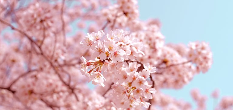 Cherry blossom