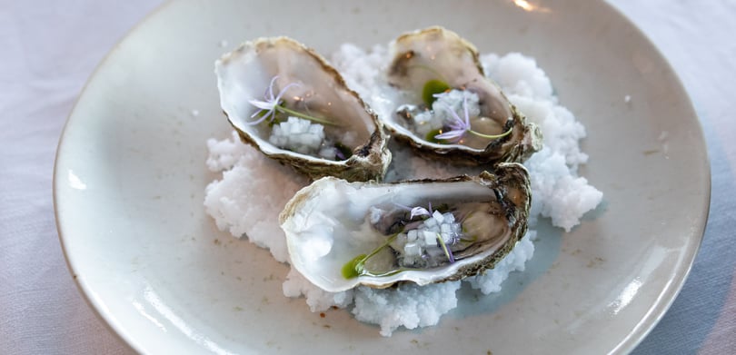 Oysters on a plate